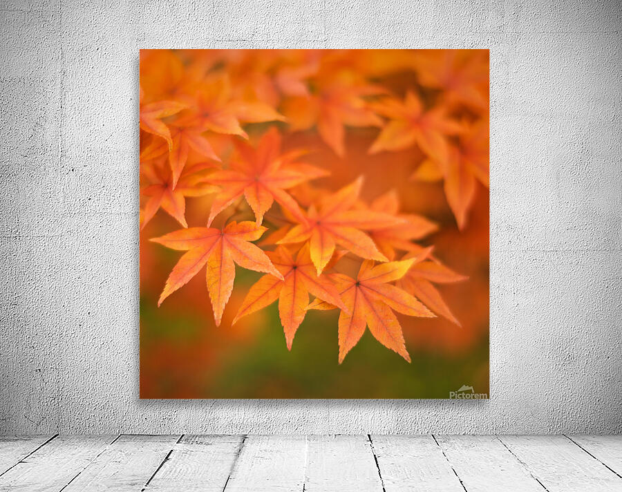 Leaves of Amber Wall Preview