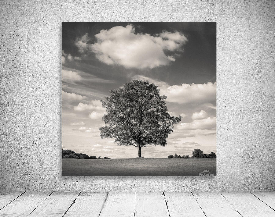 Burghley Oak Wall Preview