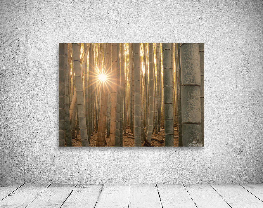 Sunlight in the Bamboo Forest Wall Preview