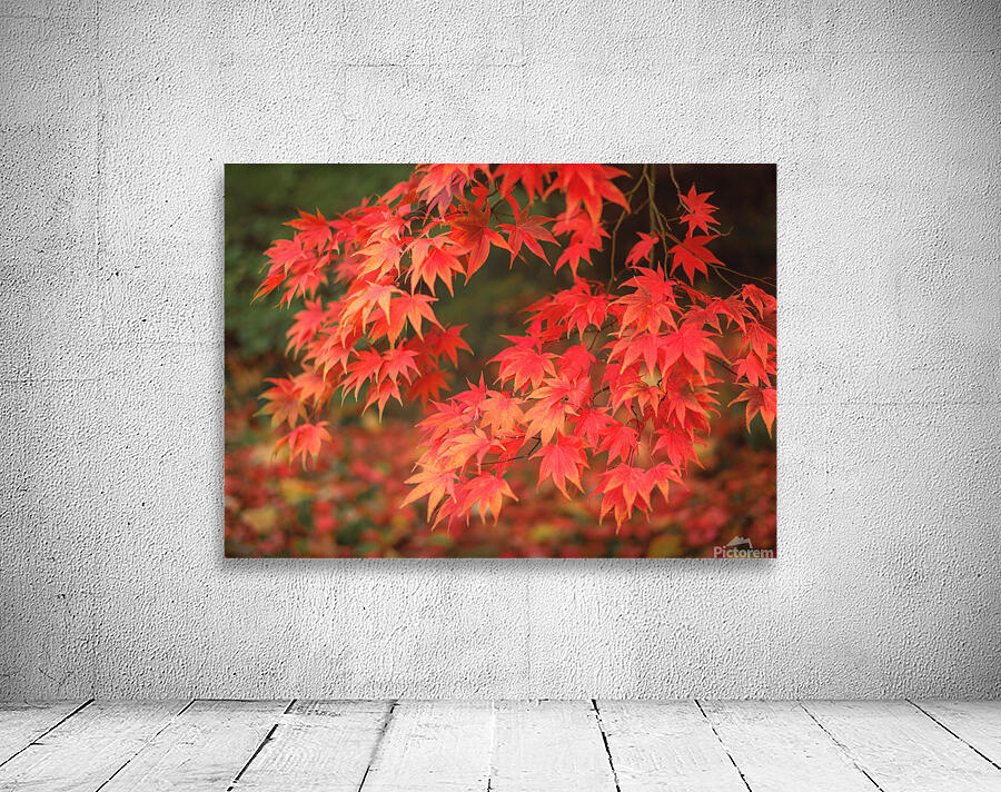Japanese Red Maple Wall Preview