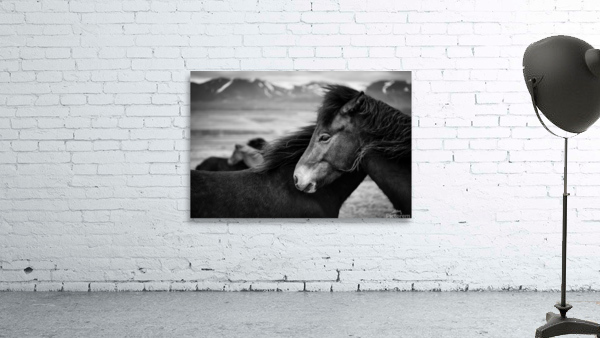 Icelandic Horses Wall Preview