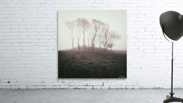 Misty Trees Wall Preview