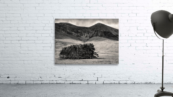 Torridon Trees Wall Preview