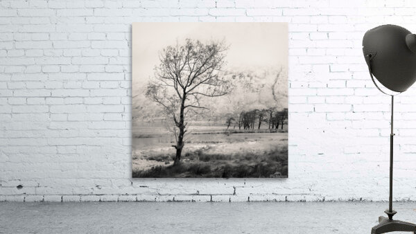 Loch Etive Tree Wall Preview