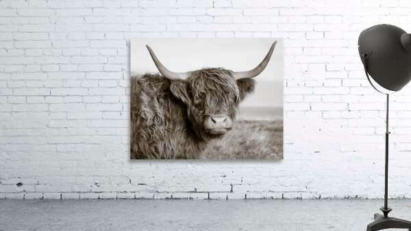 Highland Coo Wall Preview