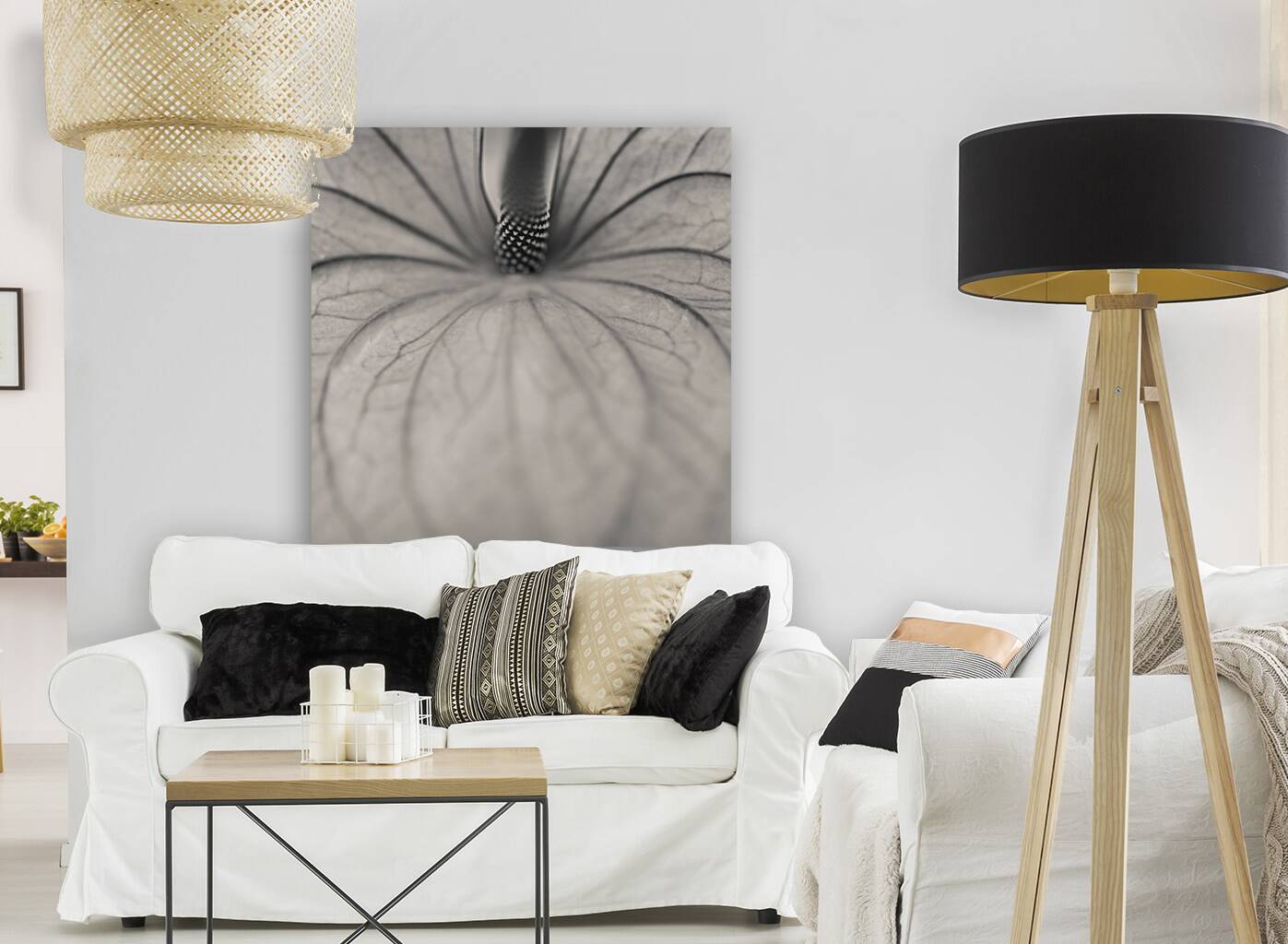 Anthurium Reproduction