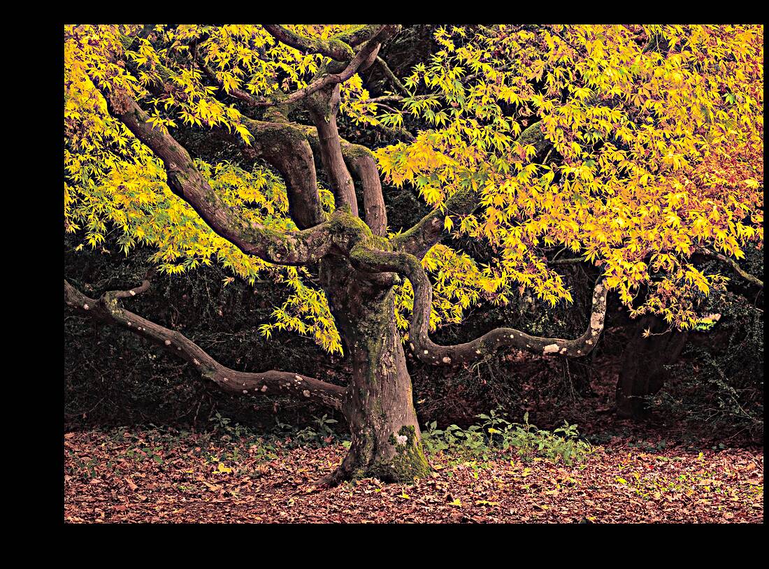 Japanese Maple at Autumn Reproduction