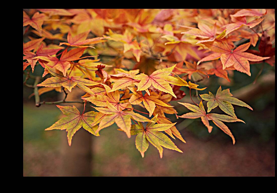 Turning Seasons Reproduction