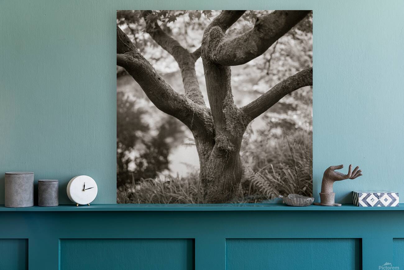 Bodnant Tree Reproduction