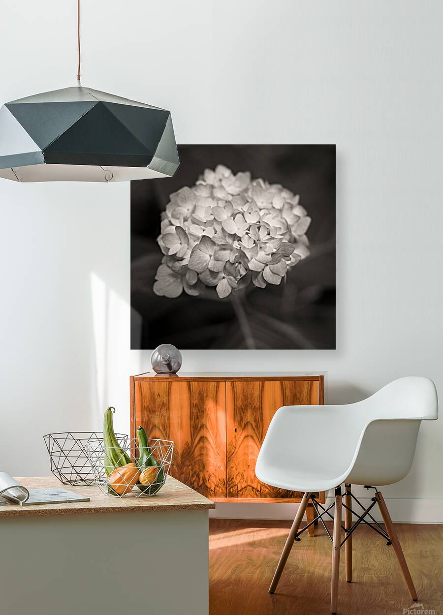 Hydrangea Reproduction