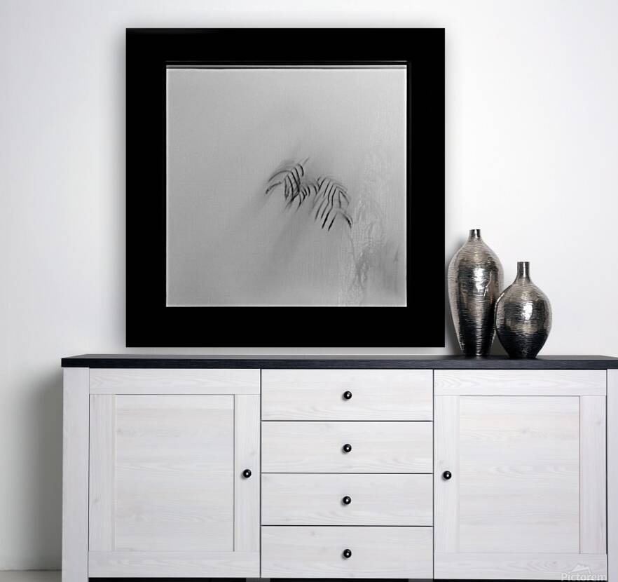 Kyoto House Plant Reproduction