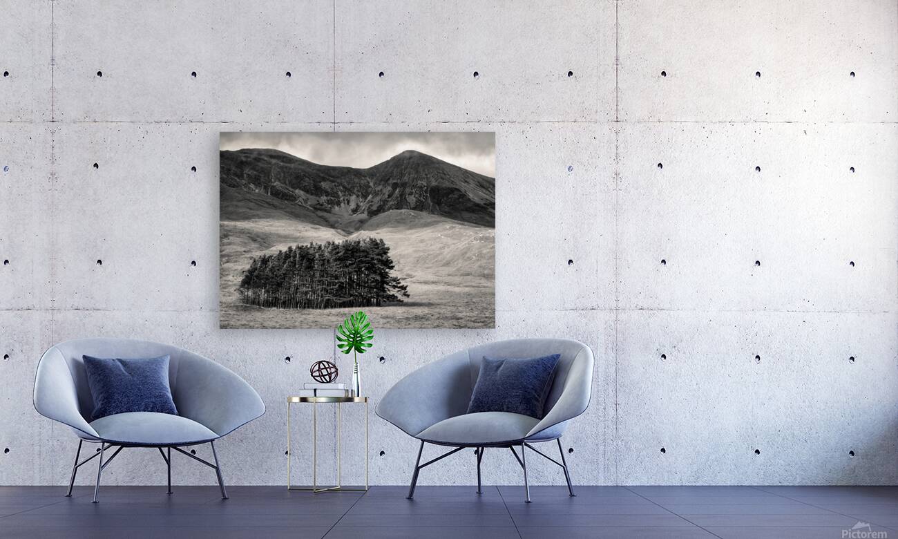 Torridon Trees Reproduction