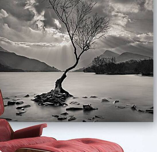 The Lonely Tree by Dave Bowman