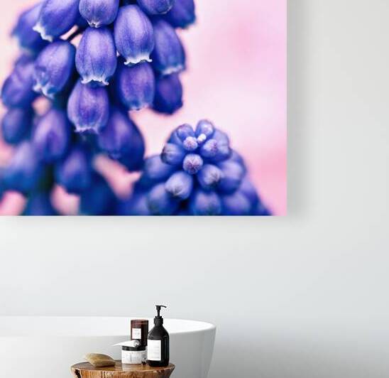 Muscari Buds by Dave Bowman