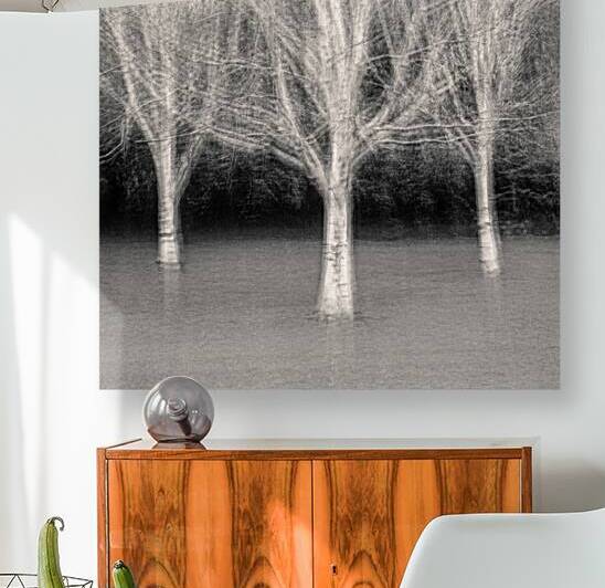 Three Trees by Dave Bowman