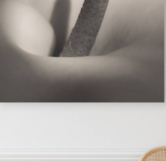 White Calla Lily by Dave Bowman