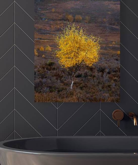 Autumn Tree by Dave Bowman