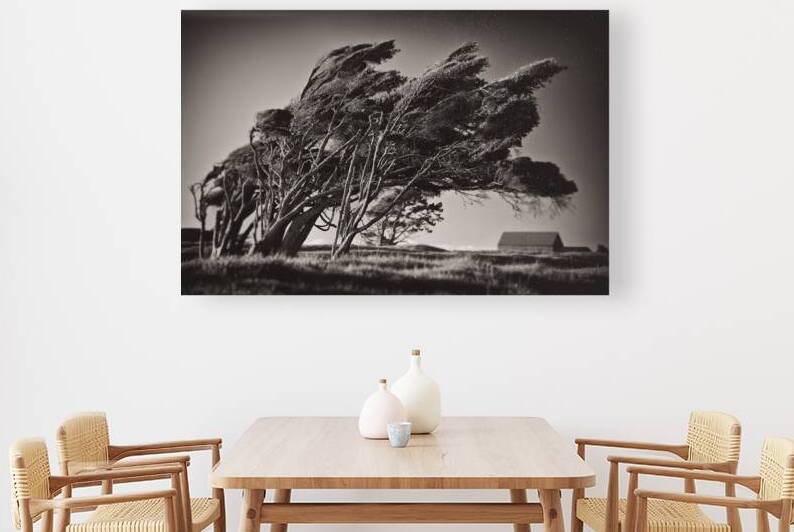 Windswept Trees by Dave Bowman