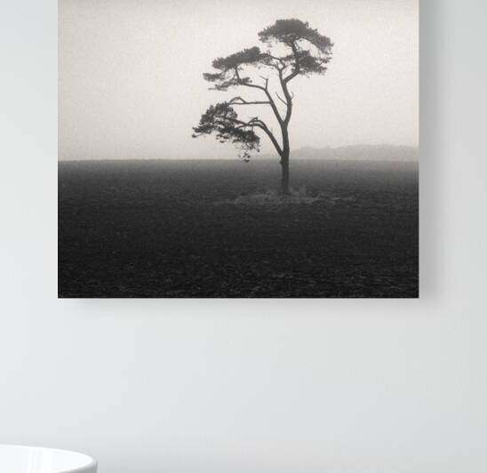 St Cyrus Tree by Dave Bowman