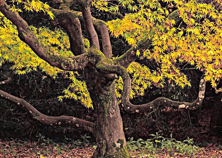 Japanese Maple at Autumn by Dave Bowman