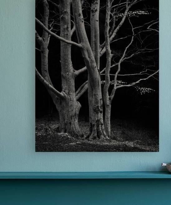 Beech Tree by Dave Bowman