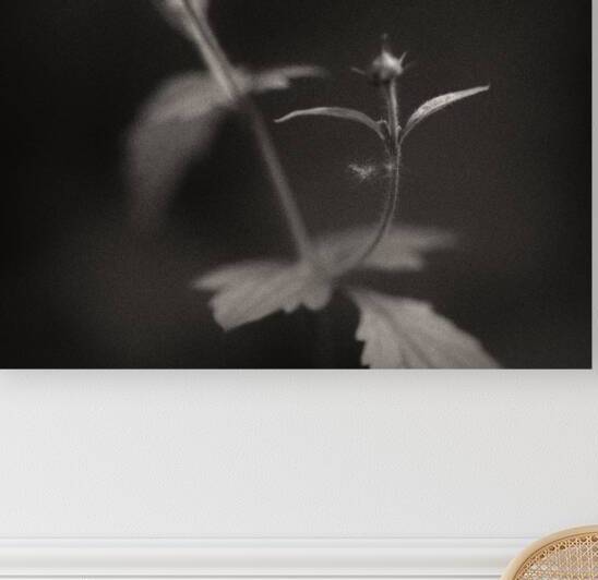 Woodland Study 3 by Dave Bowman