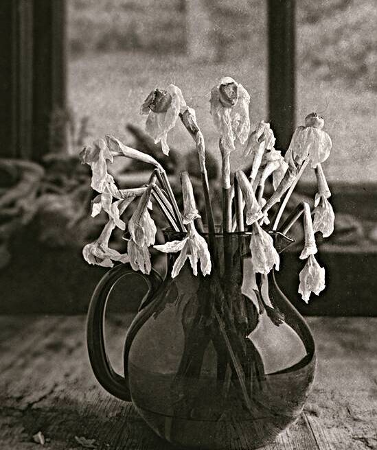 Dead Daffodils by Dave Bowman