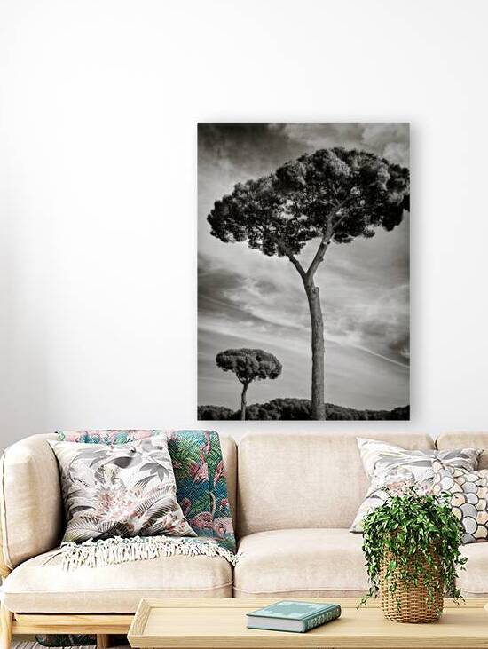 Roman Forum Trees by Dave Bowman