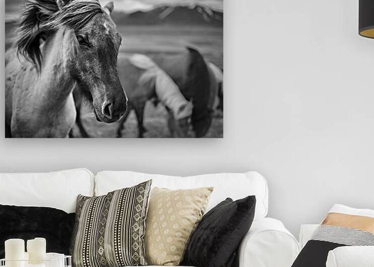 Icelandic Horse by Dave Bowman