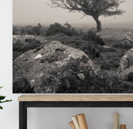 Dartmoor Tree by Dave Bowman