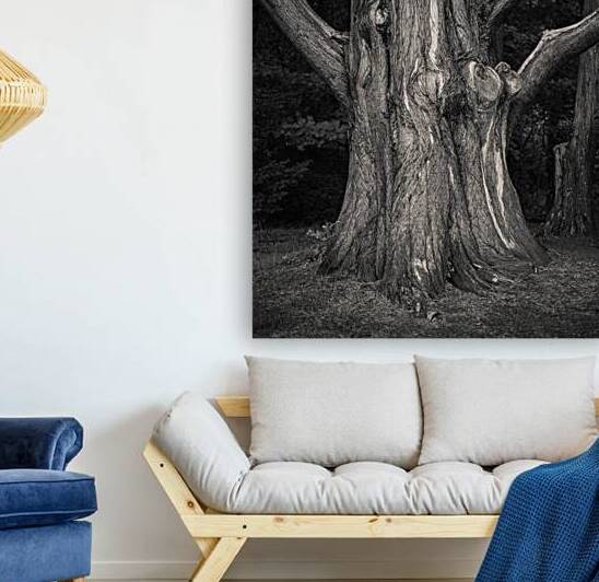 Plas Newydd Tree by Dave Bowman