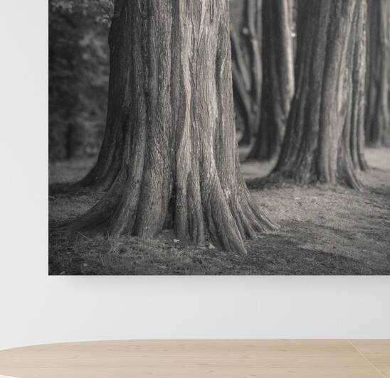 Plas Newydd Trees by Dave Bowman