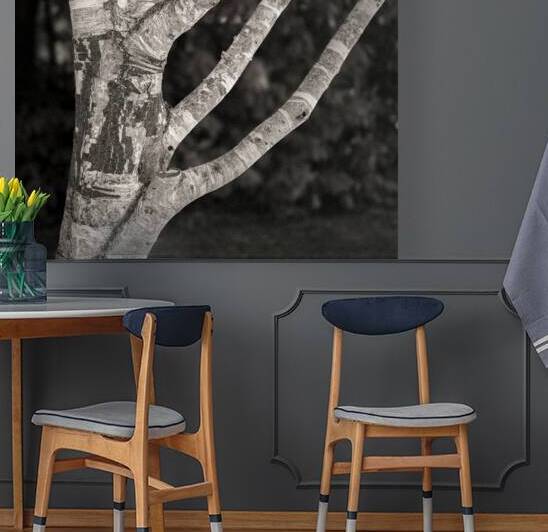 Burghley Birch Tree by Dave Bowman