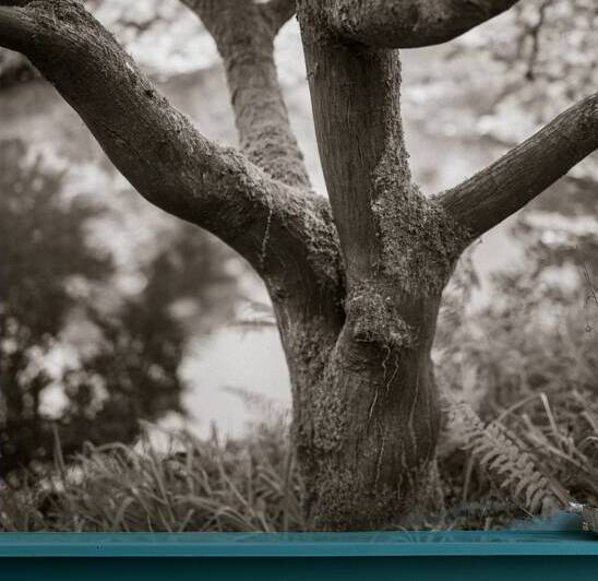 Bodnant Tree by Dave Bowman