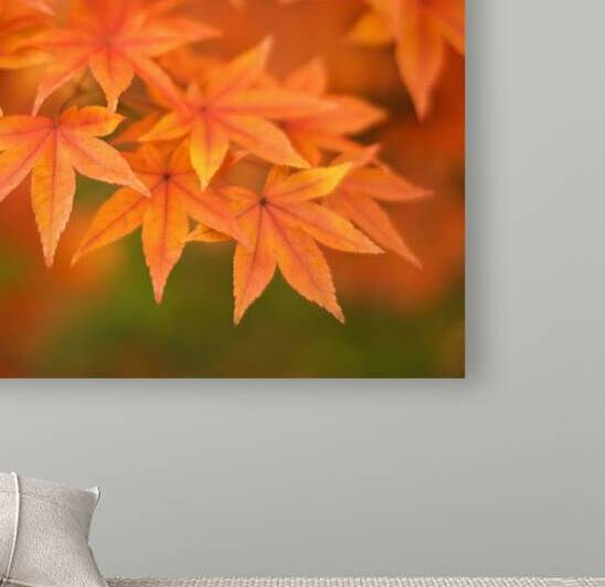 Leaves of Amber by Dave Bowman