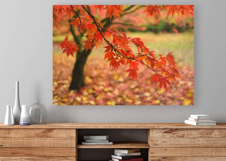 Autumn Japanese Maple by Dave Bowman