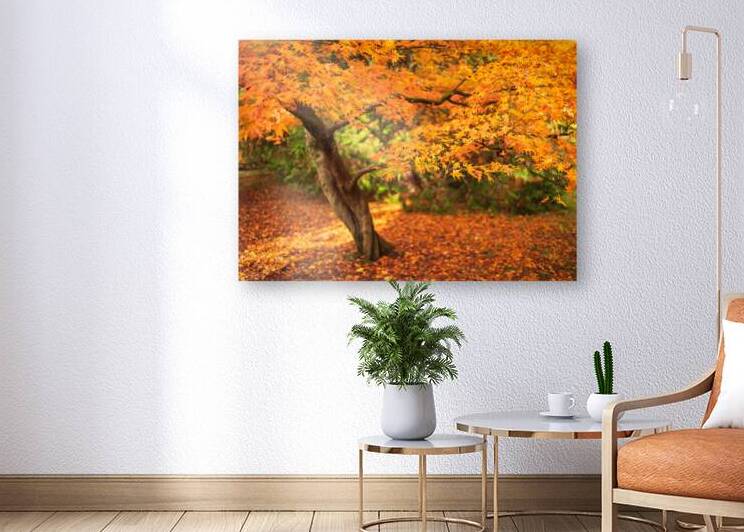 Maple Autumn Beauty by Dave Bowman