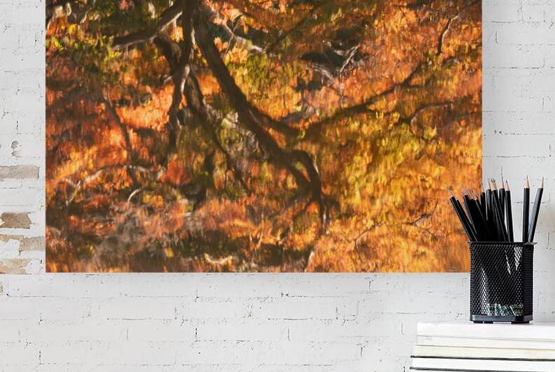 Shinjuku Gyoen Autumn Reflection by Dave Bowman