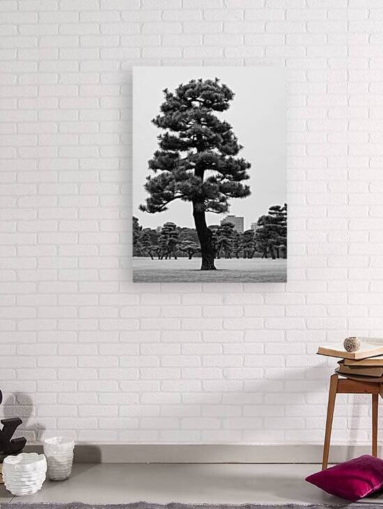 Japanese Black Pine Tree by Dave Bowman