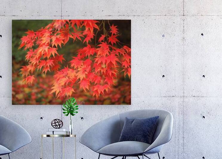 Japanese Red Maple by Dave Bowman