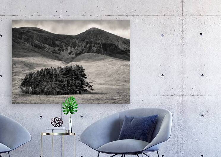 Torridon Trees by Dave Bowman