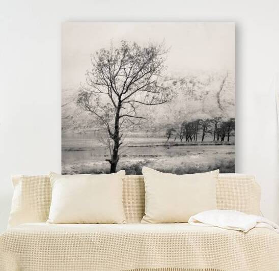 Loch Etive Tree by Dave Bowman