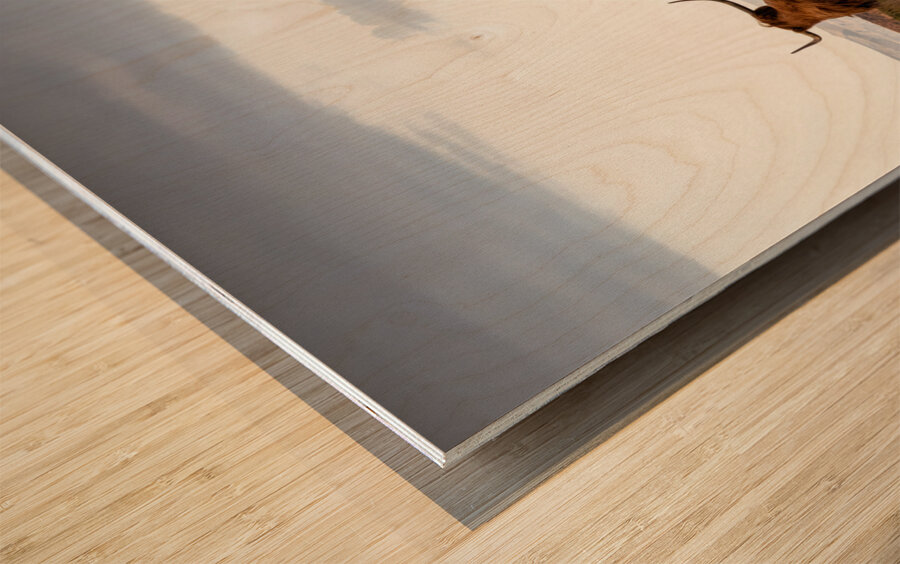 Highland Coo with a View Wood print