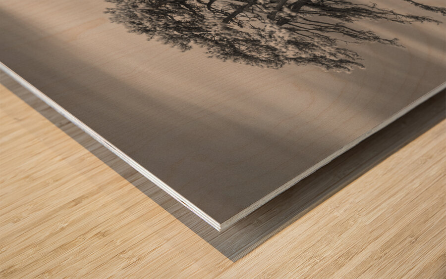 Llansteffan Cedar Tree Wood print