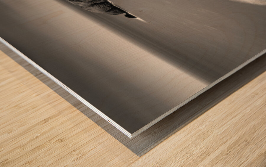 Llangrannog Coastline Wood print