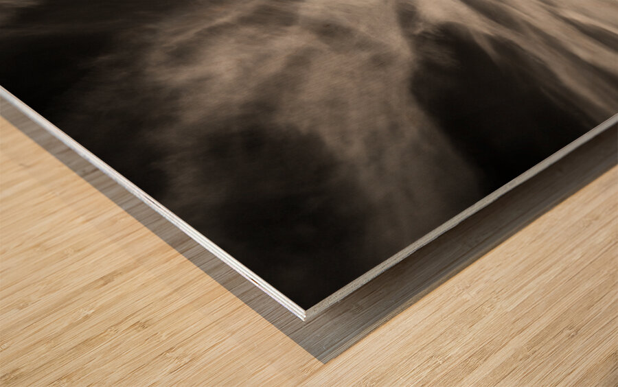 White Swan Wood print