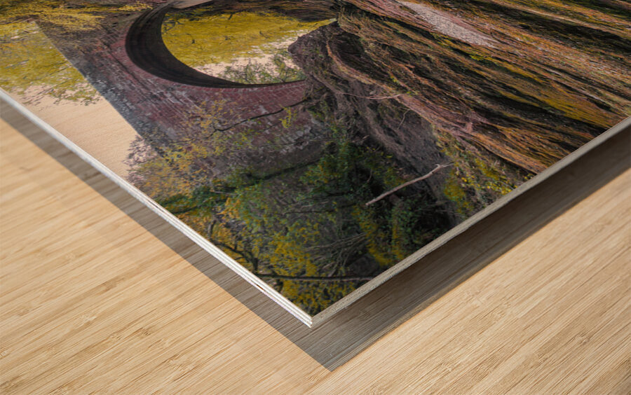 Gannochy Bridge Wood print