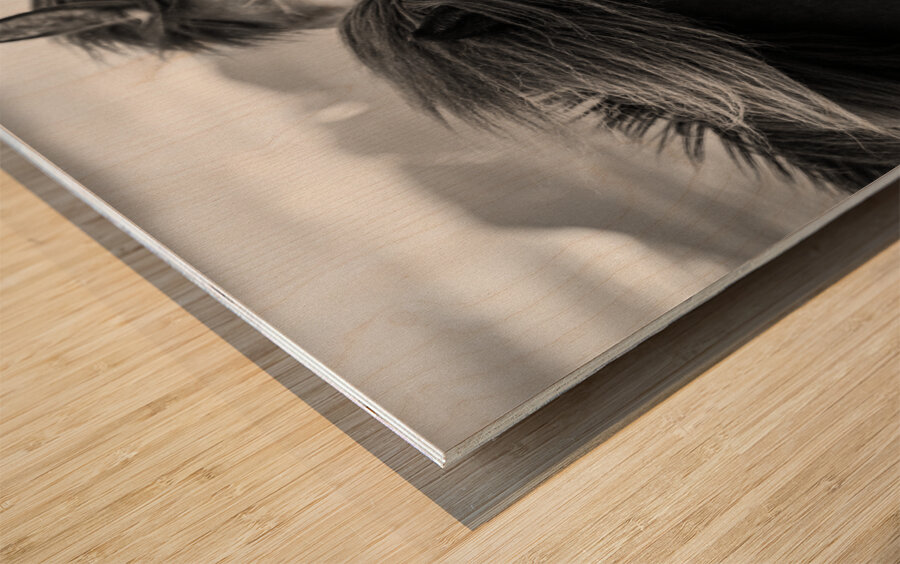 Wild Icelandic Horses Wood print