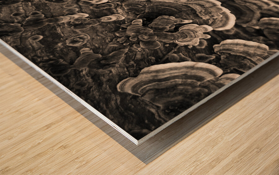 Bracket Fungi Wood print