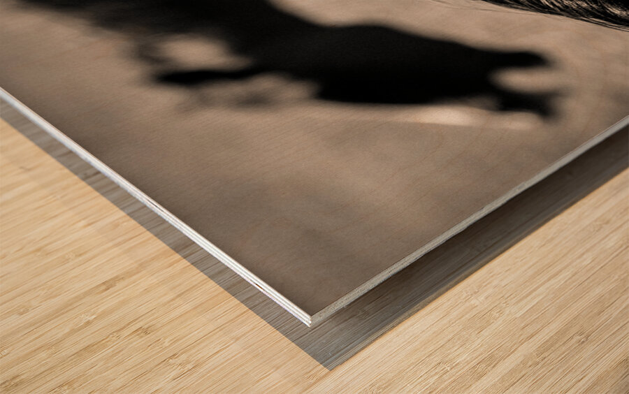 Horse Play Wood print